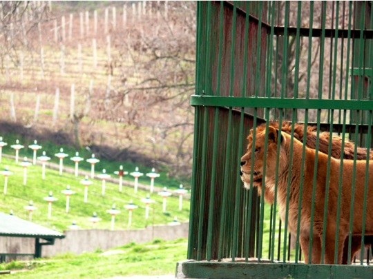 Copyright: Fritz Niemann