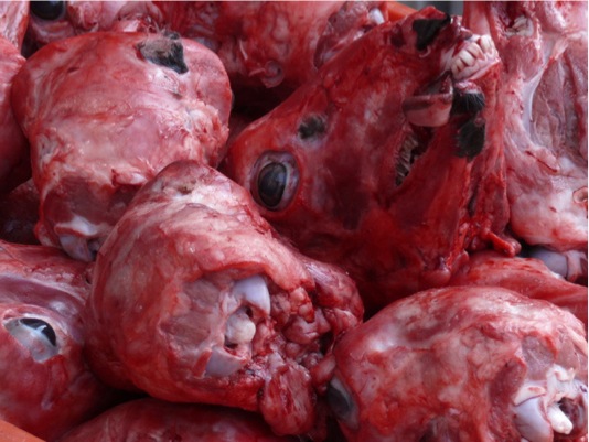 Copyright: Fritz Niemann